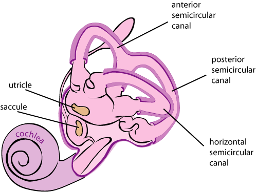 problems with the vestibular system are a common cause of dizziness balance and vertigo symptoms